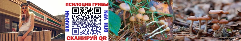 Галлюциногенные грибы MAGIC MUSHROOMS  Купить закладки  Чита 